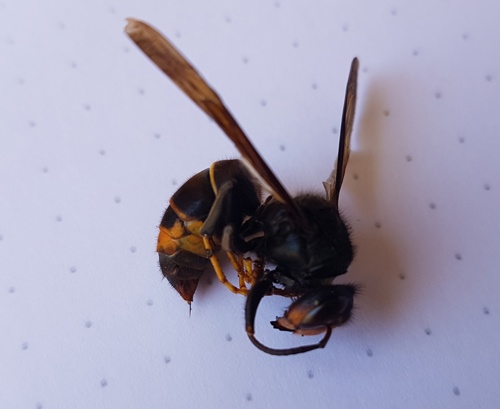 A dead Asian hornet showing it's sting