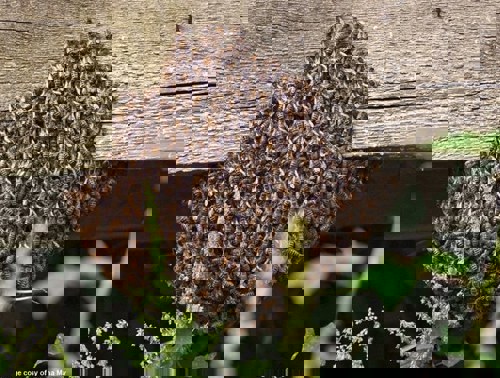 A swarm of honeybees
